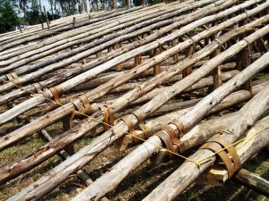 eucalyptus trusses - joining